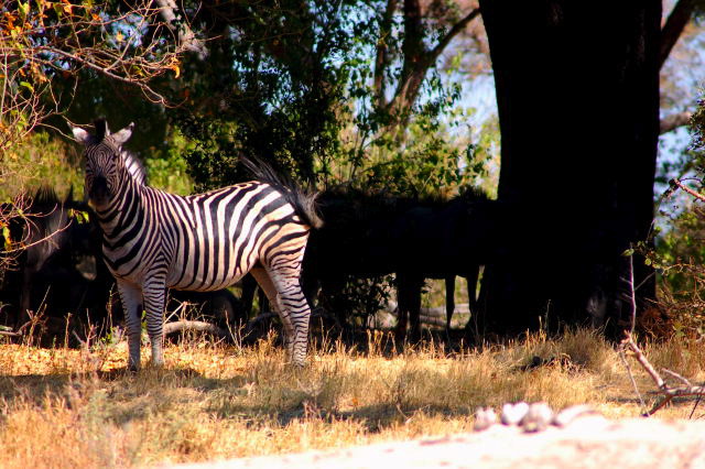 garybotswana_0002.jpg