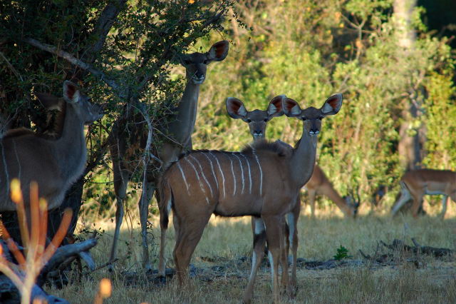 garybotswana_0003.jpg
