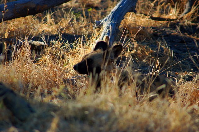 garybotswana_0005.jpg