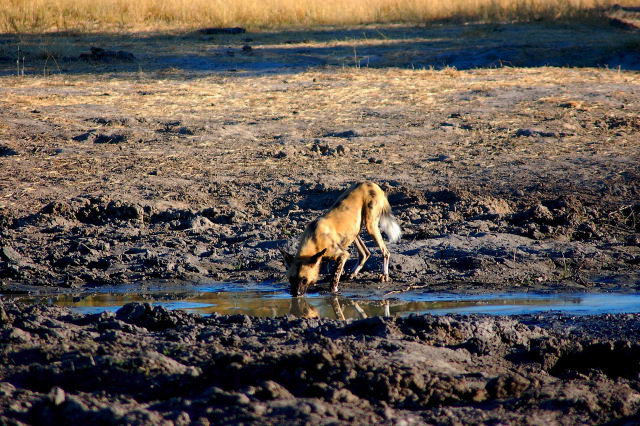 garybotswana_0006.jpg