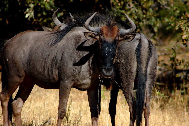 garybotswana_0008.jpg