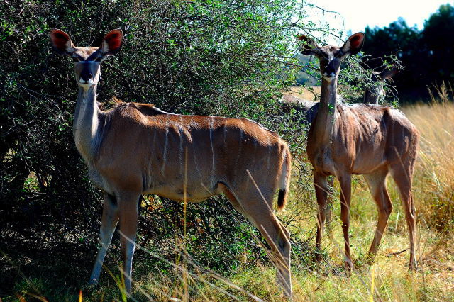 garybotswana_0010.jpg