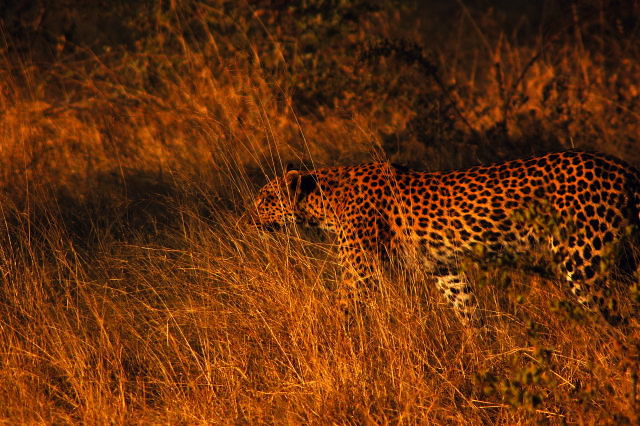 garybotswana_0020.jpg