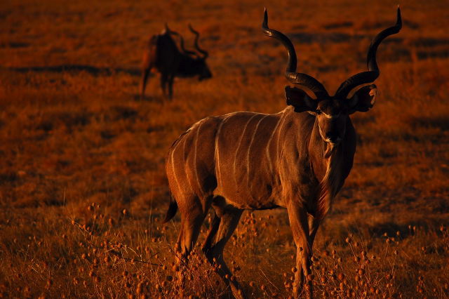 garybotswana_0033.jpg