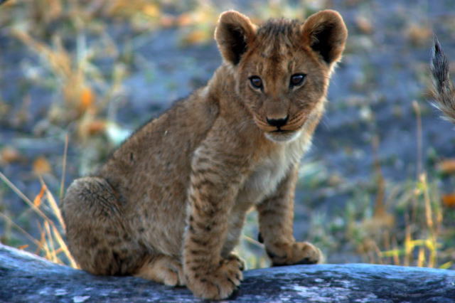 garybotswana_0037.jpg