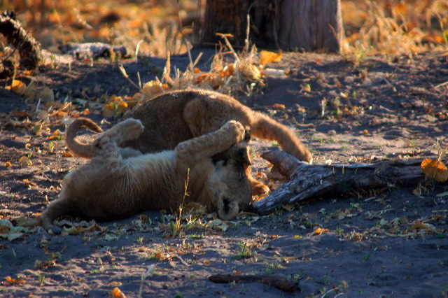 garybotswana_0039.jpg