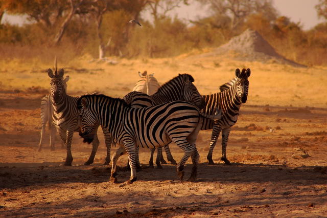 garybotswana_0041.jpg