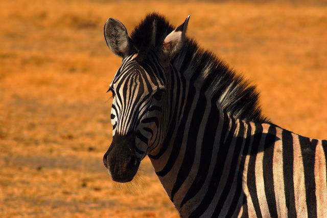 garybotswana_0042.jpg
