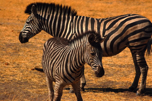 garybotswana_0043.jpg