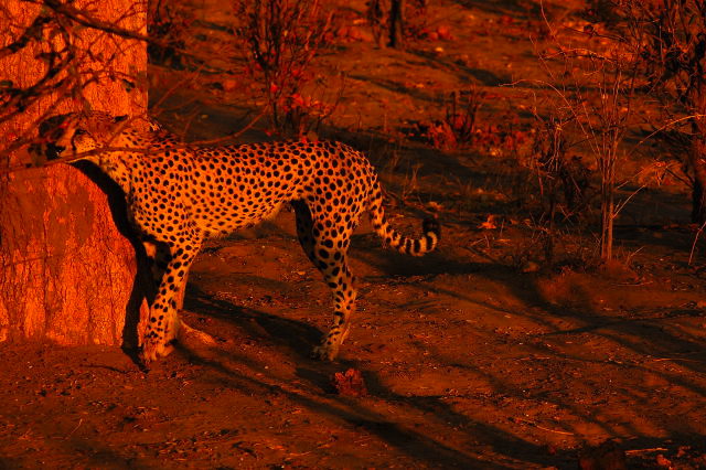 garybotswana_0046.jpg