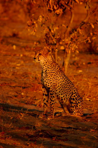 garybotswana_0048.jpg