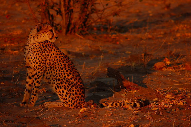 garybotswana_0051.jpg