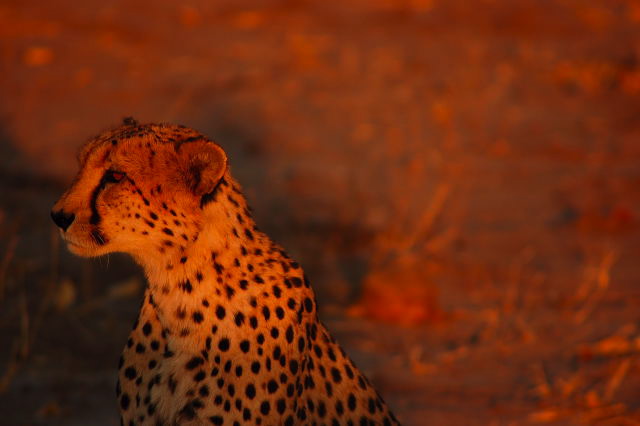 garybotswana_0052.jpg