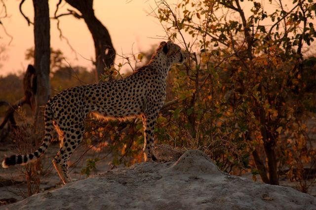garybotswana_0053.jpg