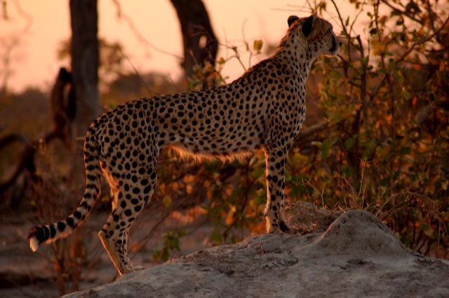 garybotswana_0054.jpg