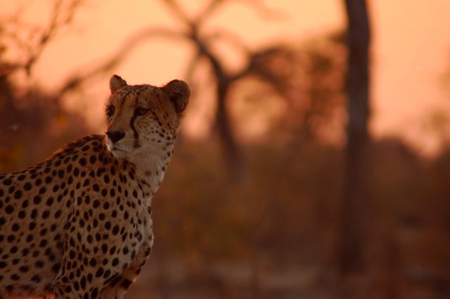 garybotswana_0055.jpg