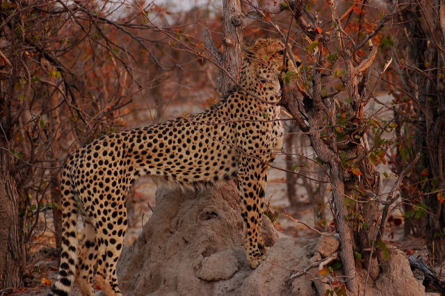 garybotswana_0056.jpg