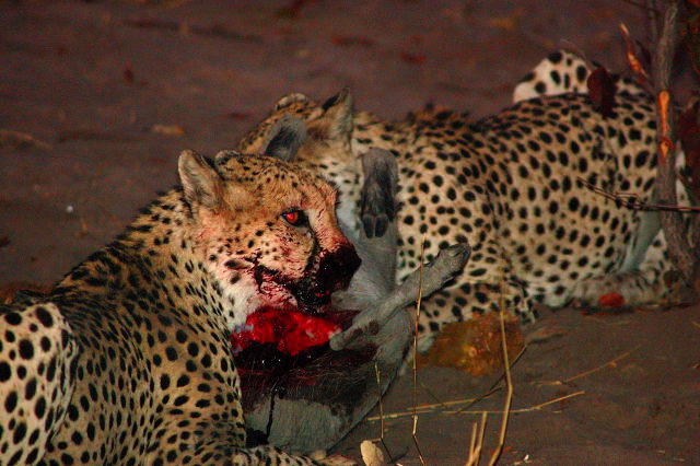 garybotswana_0061.jpg