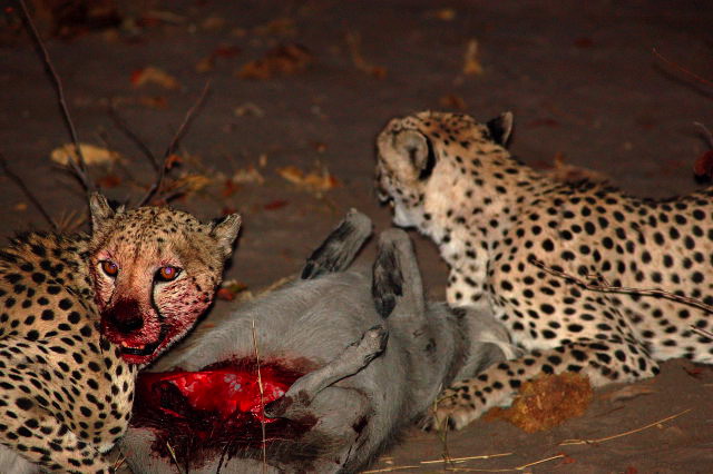 garybotswana_0064.jpg