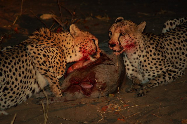 garybotswana_0070.jpg