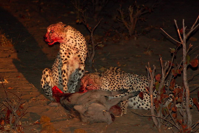 garybotswana_0071.jpg