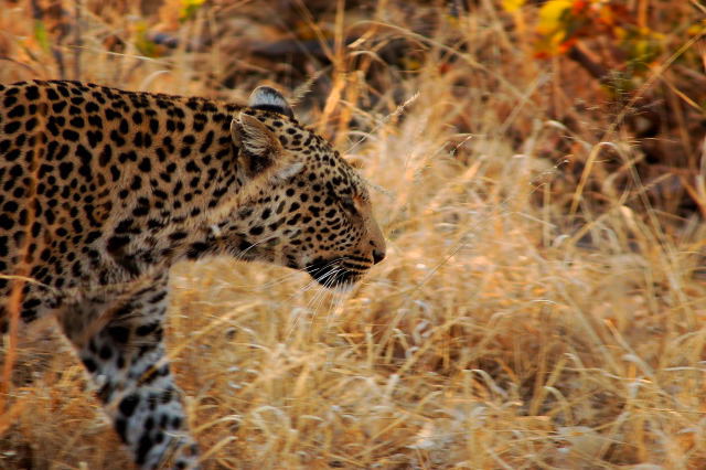 garybotswana_0073.jpg