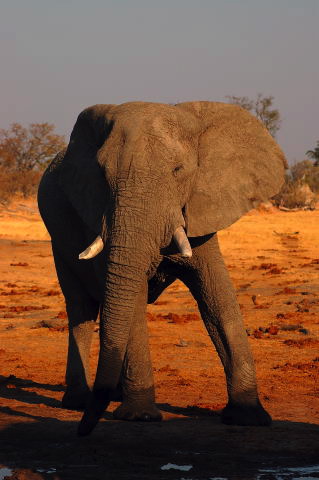 garybotswana_0076.jpg