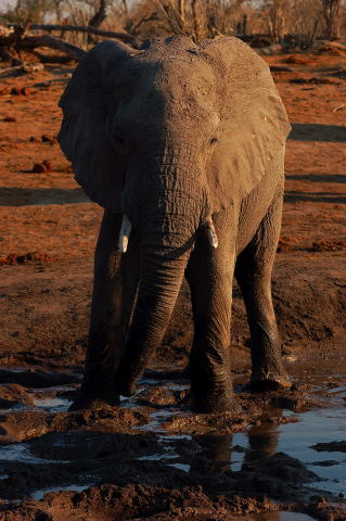 garybotswana_0079.jpg