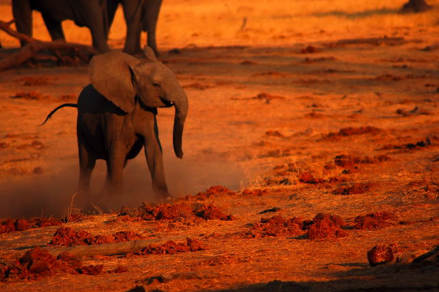 garybotswana_0082.jpg