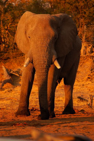 garybotswana_0083.jpg