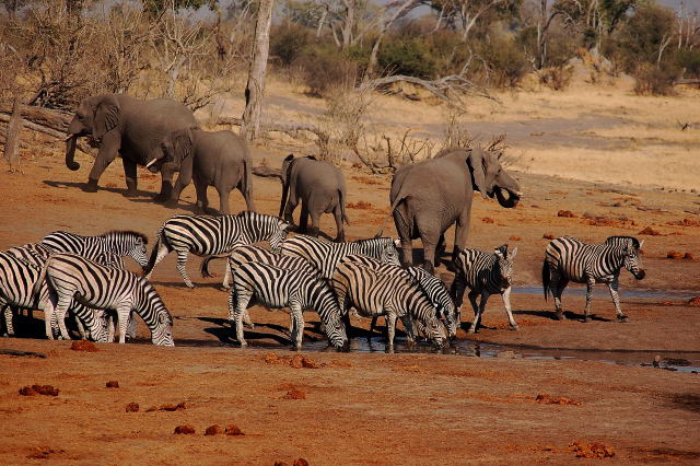 garybotswana_0086.jpg