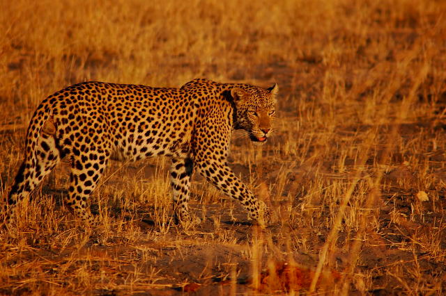 garybotswana_0100.jpg