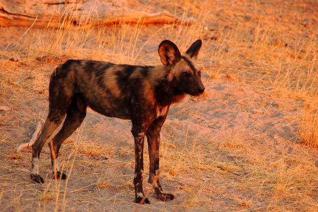 garybotswana_0101.jpg