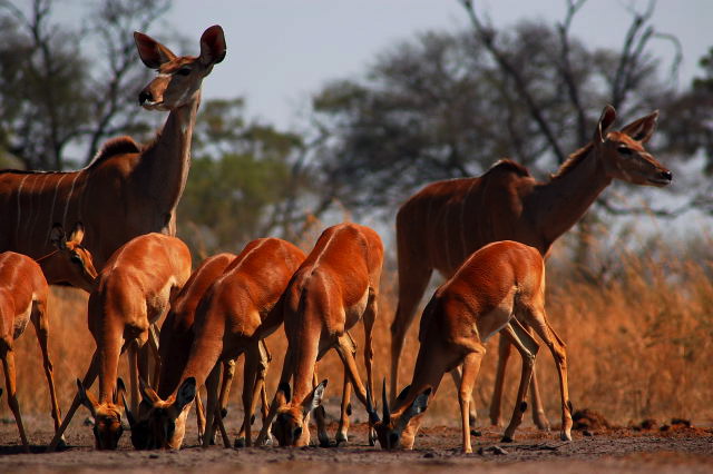 garybotswana_0105.jpg