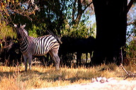 garybotswana_0002