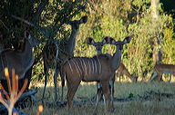 garybotswana_0003