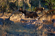 garybotswana_0004