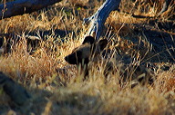 garybotswana_0005