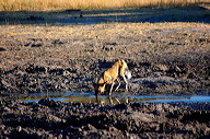 garybotswana_0006