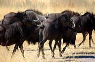 garybotswana_0007