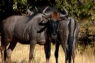 garybotswana_0008