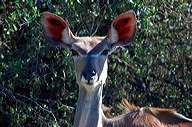 garybotswana_0009