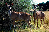 garybotswana_0010