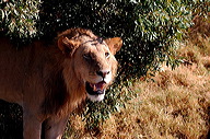 garybotswana_0011