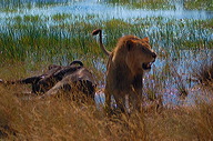 garybotswana_0012