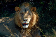 garybotswana_0013