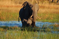 garybotswana_0014
