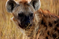 garybotswana_0015