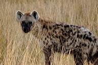 garybotswana_0016