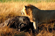 garybotswana_0017